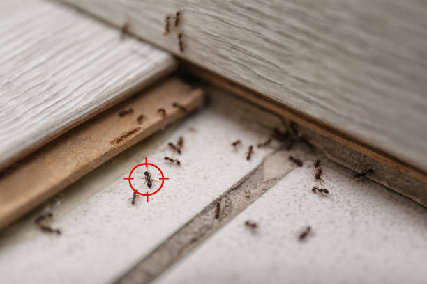 Best Spider Control Near Me  in Loveland Park, OH