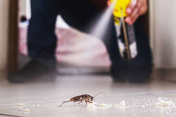 Best Affordable Pest Control Services  in Loveland Park, OH